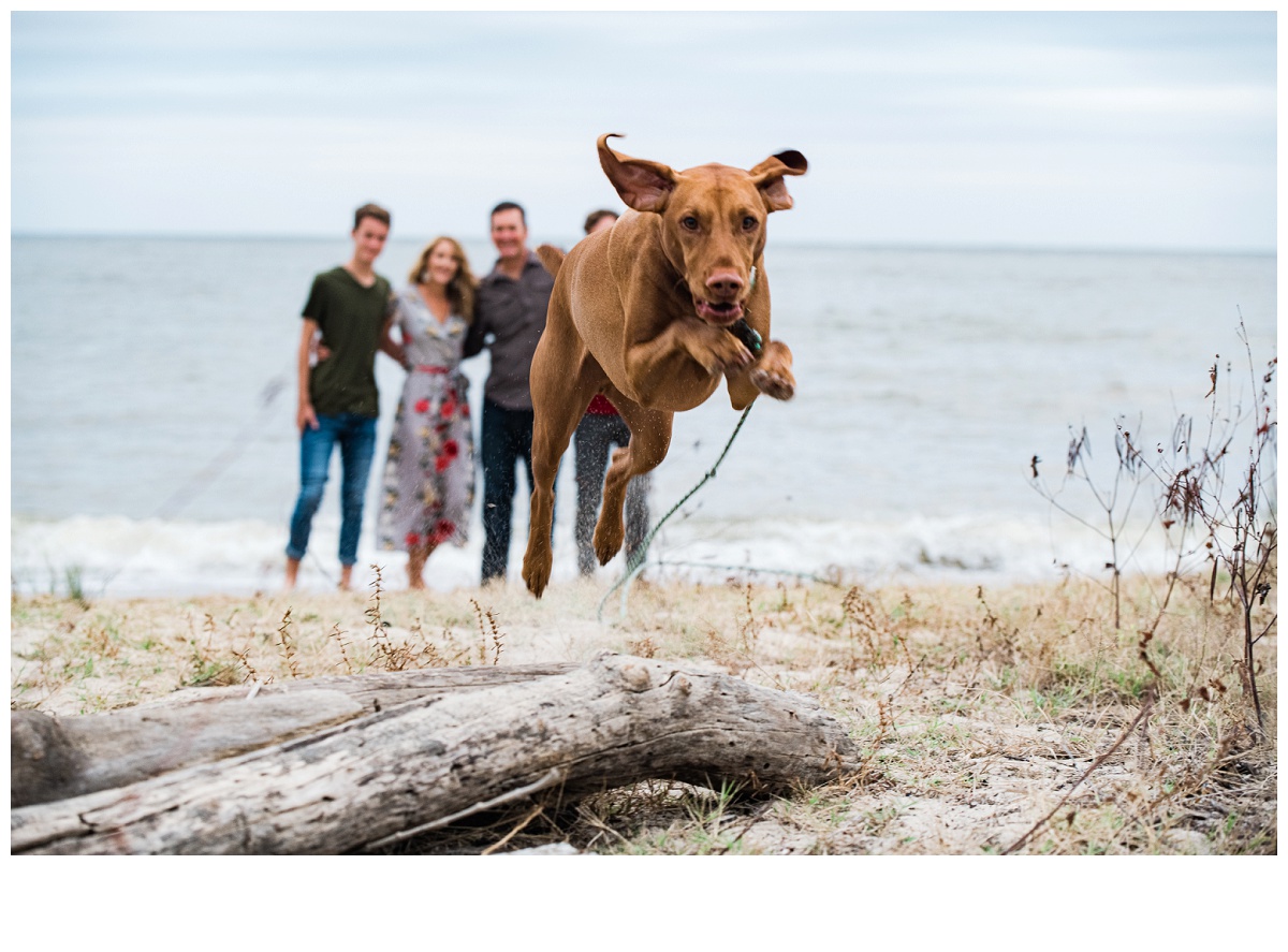 dog on beach for family photos