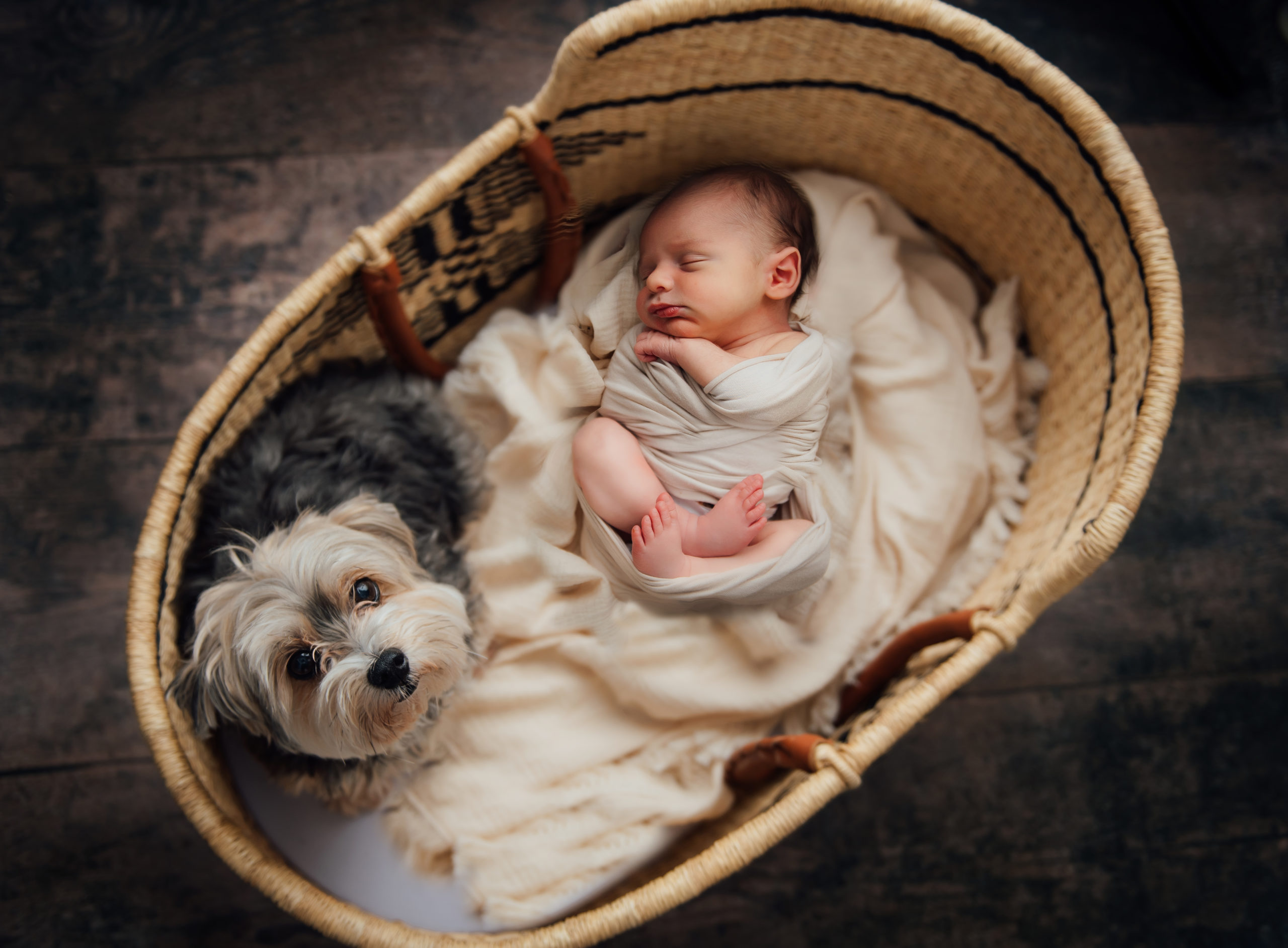 newborn photo with dog in moses basket