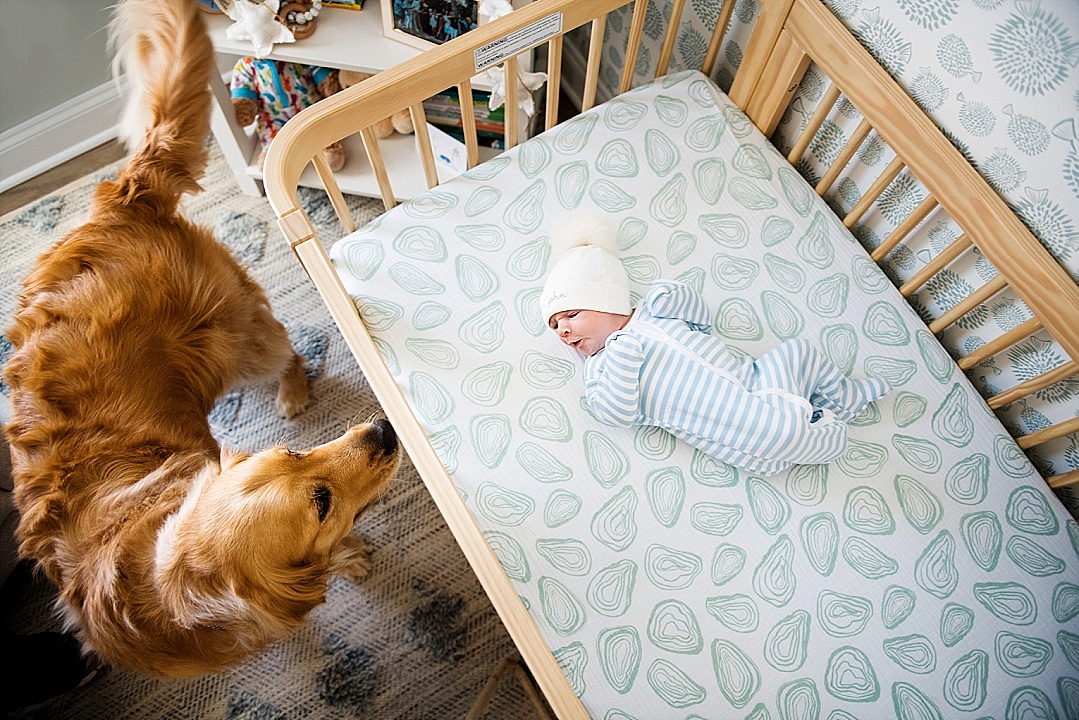 newborn baby boy in Annapolis Maryland nursery with his dog