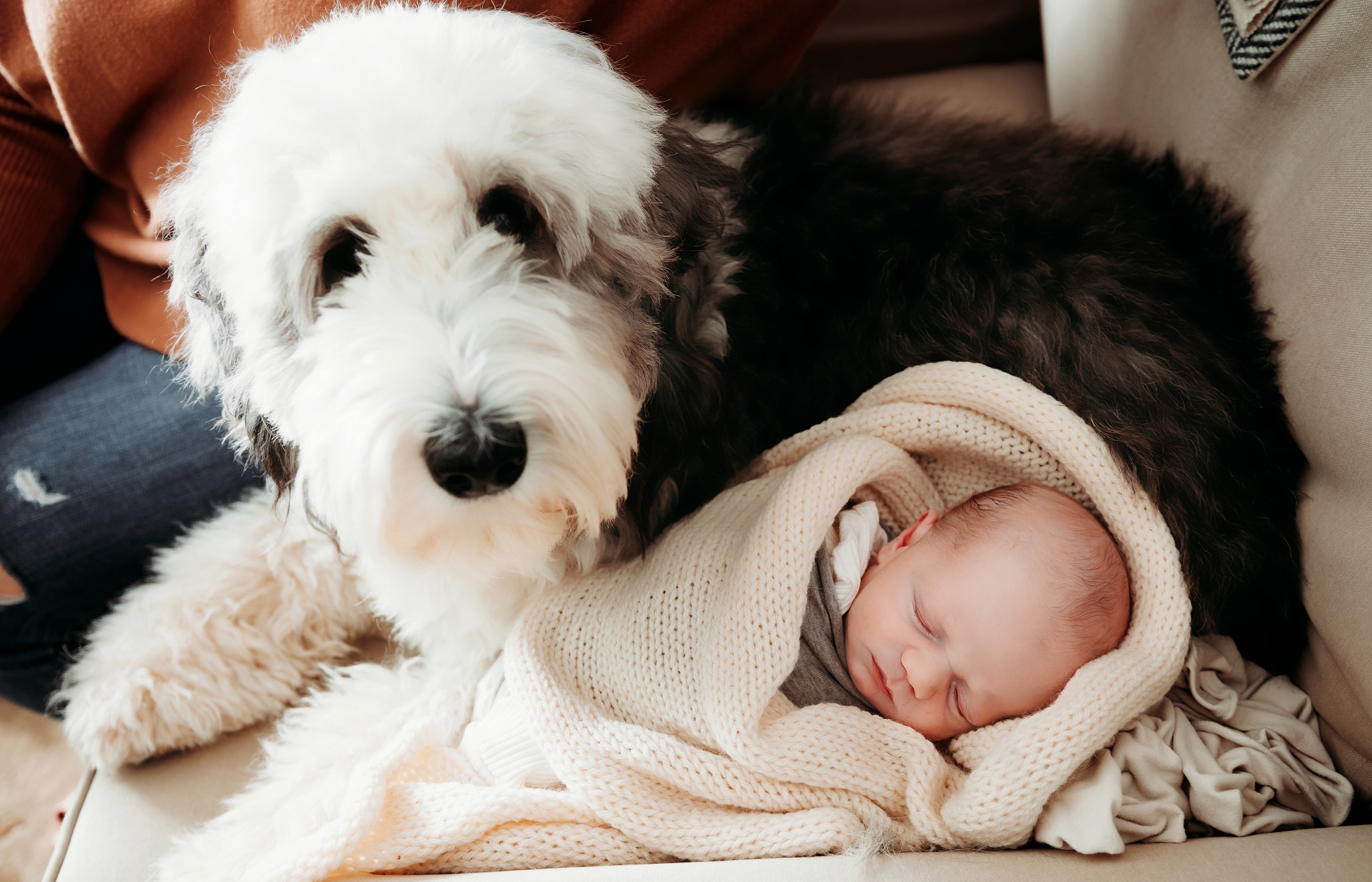 newborn photo with doodle dog