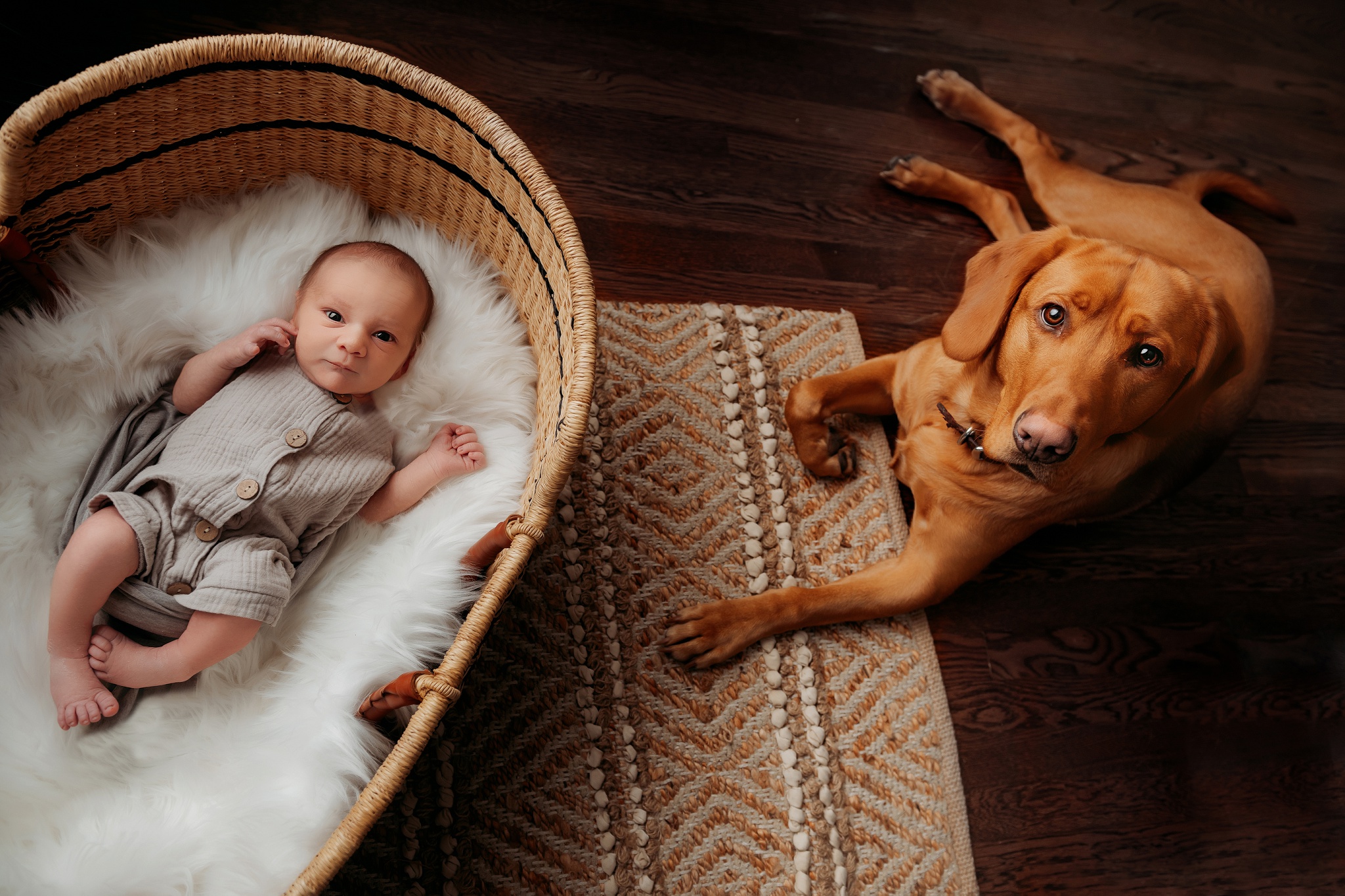 dog and newborn baby in basket
