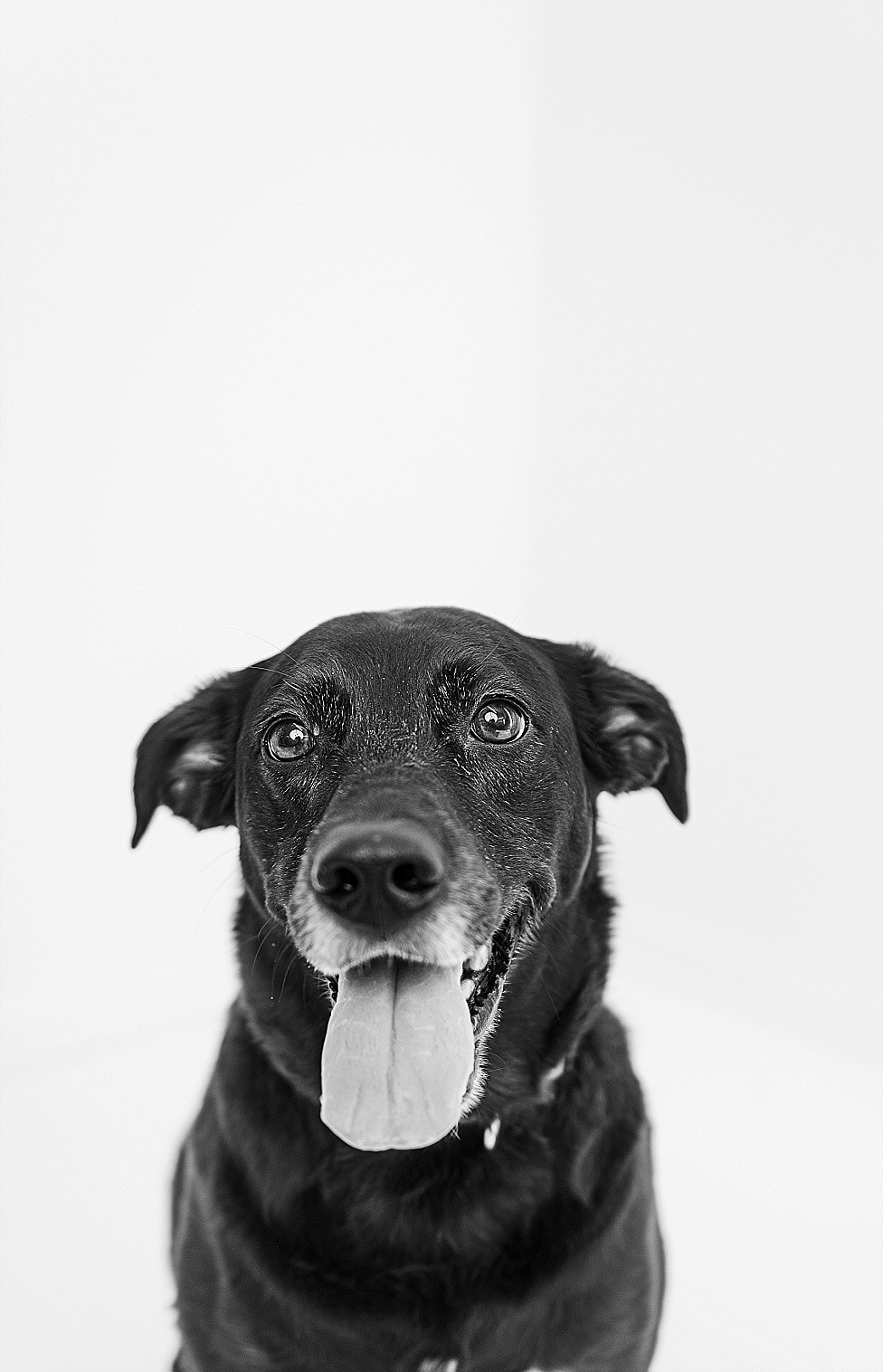 dog personality photo black and white photo in Annapolis studio