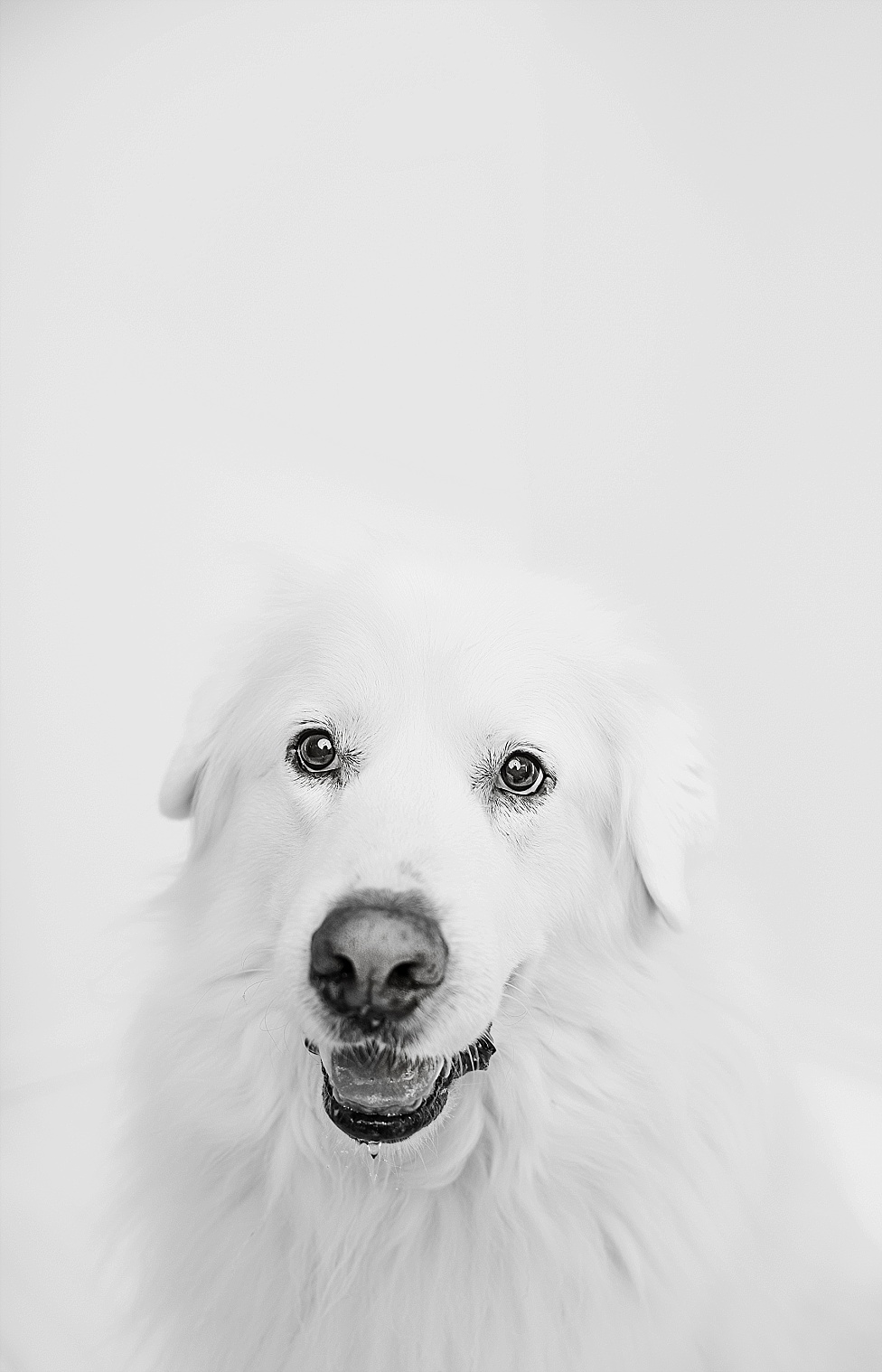 white dog in black and white portrait 